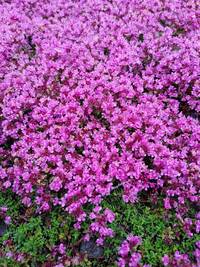 花に詳しい方お願い致します この花 雑草 の種類わかる方教えて Yahoo 知恵袋