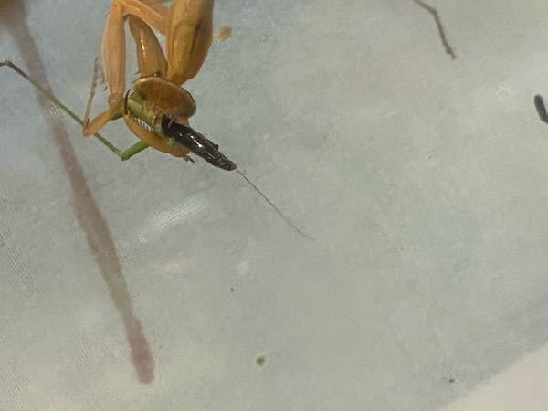 昆虫写真家って食べていけるのですかときどき昆虫写真家さんのサイトや Yahoo 知恵袋