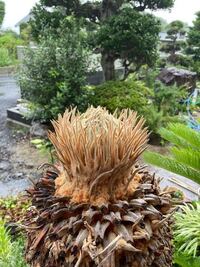 ソテツなのですが枯れてしまったのでしょうか 葉を刈ってから2週間以 Yahoo 知恵袋