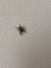 何という種類の蜘蛛ですか？
体長は1cm前後です。 