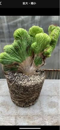 オベサ徒長 オベサが徒長してます まんまるのときが懐かしいです 笑 Yahoo 知恵袋