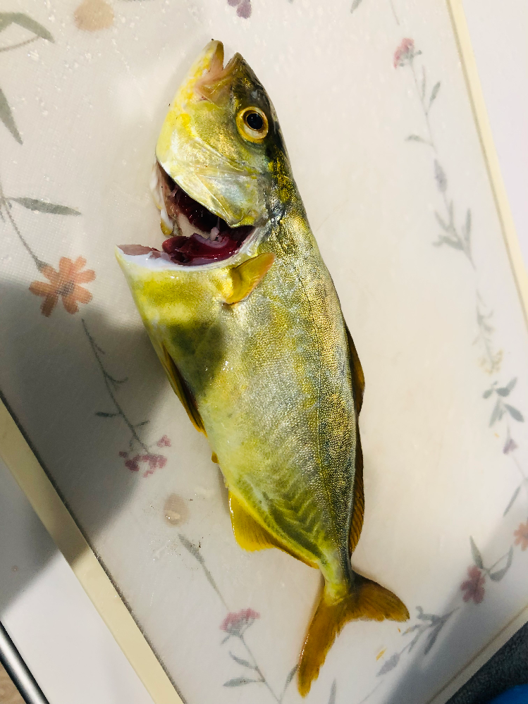 この魚はワカシ ショゴどちらでしょうか ワカシと比べて黄色いのでショゴで Yahoo 知恵袋