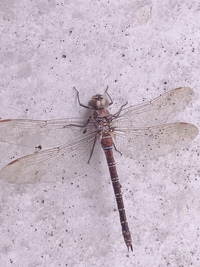 トンボの種類ついて質問です 見た場所は 札幌市内のマンションのベランダで Yahoo 知恵袋