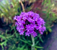 マツリカ 花言葉 怖い マツリカ 花言葉 怖い