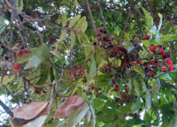 この樹何の樹 おいしそうな赤い実がたくさん付いていました 沢山 Yahoo 知恵袋