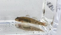 田んぼのそばの用水路で見つけた魚です 3cm程度の小さな魚です 名前が分 Yahoo 知恵袋