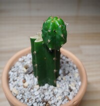 鬼面角柱サボテンの胴切りをして乾燥したら土に植えると思うのですが 植えて Yahoo 知恵袋