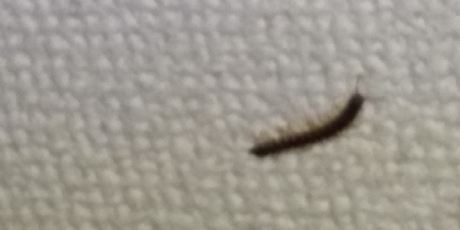 これは何と言う虫の幼虫ですか ヤスデに見えます Yahoo 知恵袋