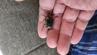 綺麗な金色の虫を見つけました コガネ虫でしょうか 飼うとお金貯 Yahoo 知恵袋