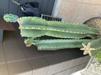 今日入れて3日前にサボテンが根腐れしていたので胴切りをしました Yahoo 知恵袋