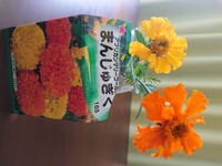 マリーゴールドの花のつぼみが茶色に変色してしまい花がさきません 買ってきたとき Yahoo 知恵袋