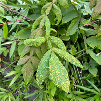 犬山椒と山山椒の違いがもう一つ分かりません 山椒のトゲは左右に同じ Yahoo 知恵袋