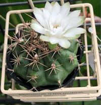 サボテンの接ぎおろしの時に台木は少し残した方がいいのでしょうか Yahoo 知恵袋