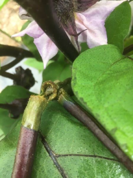 ナスの茎 花が落ちてまもない小さな実 収穫後のヘタが緑色に腐敗 Yahoo 知恵袋
