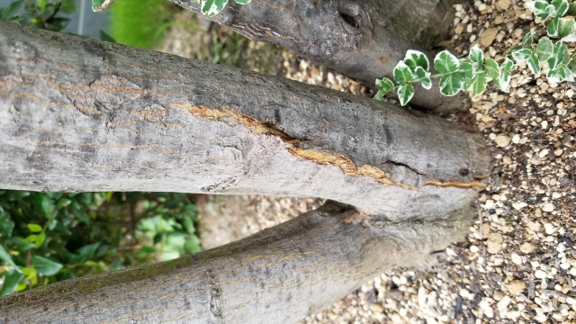 イロハモミジの根本の幹が割れてきています。 これは何かの病気でしょうか？ 去年カミキリ虫がついて、おが屑が出た場所なので心配しています。