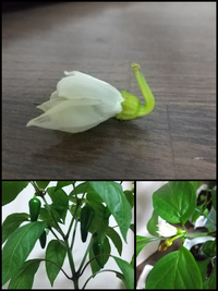 ハラペーニョの花が咲いたあと落ちてしまいます ハラペーニョを種 Yahoo 知恵袋