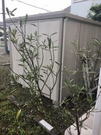 鉢植えのオリーブの木が枯れそうです この冬をどうしたら越せるでしょう Yahoo 知恵袋