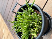ルートンは 多肉植物の挿し芽にも こうかはありますか 使っても大丈夫ですか Yahoo 知恵袋