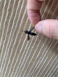 便所バチが最近部屋によく入ってくるのですが 原因は何だと思い Yahoo 知恵袋