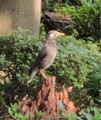 鳥に詳しい方教えてください この鳥は何という鳥ですか 近所の公園で見 Yahoo 知恵袋