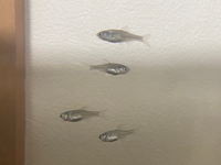 この魚はメダカでしょうか 子供が田んぼで捕まえてきてメダ Yahoo 知恵袋