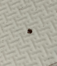 犬のケージ近くにいたのですが この虫はなんですか ネクスガードスペクトラ Yahoo 知恵袋