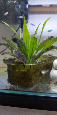 こういうモケモケした苔どうしてますか 苔も付き方によって Yahoo 知恵袋