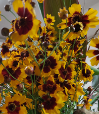 このコスモスのような 中が茶色で やまぶき色の花は 何でしょうか 九州の Yahoo 知恵袋