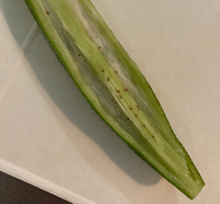 オクラの種を採取 じいじの野菜づくり