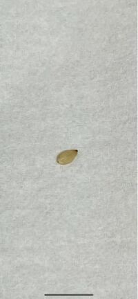 ワンピースのキャラの年齢について 麦わらの一味はみんな何歳ですか あ Yahoo 知恵袋