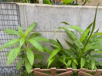 家庭菜園初心者です 茗荷を育ててます 茗荷は右側ですよね 左は Yahoo 知恵袋