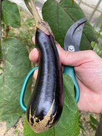 ナスを栽培していますが画像のようにキズがつきます 他にも様々な模様のキズがつき Yahoo 知恵袋