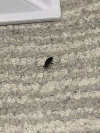 部屋でゴキブリの赤ちゃんみたいなものを見つけてしまったのですが Yahoo 知恵袋