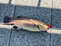 これなんですか 魚 ベラの仲間のコブダイの幼魚です Yahoo 知恵袋