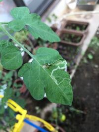 皆さま小学校から持ち帰られたミニトマトのことで質問していらっし Yahoo 知恵袋