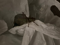 マンションの6階に住んでいる友達の家のベランダにキリギリス み Yahoo 知恵袋