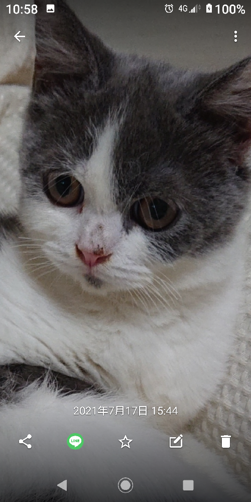 疥癬になった猫を風呂へ入れたいのですが、気をつけることはありますか 