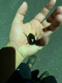昆虫を採集をするために街灯を回ってたらこんな虫が落ちてました Yahoo 知恵袋
