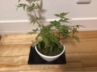 最近枯れてきたんですが どういう育て方をすれば元気になりますか Yahoo 知恵袋