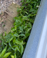 芋畑の雑草って50cmとか離れた通路でも抜くべきですか Yahoo 知恵袋