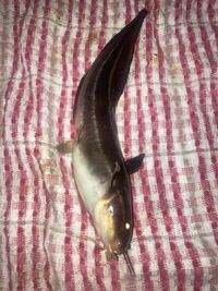 写真の魚が釣れました なんの魚かわかりません 特徴は長い Yahoo 知恵袋