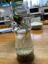 バジルの水差しについて バジルの水差しに挑戦しており 発根し Yahoo 知恵袋