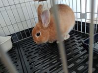 この子はネザーランドドワーフではないですよね 譲ってもらったの Yahoo 知恵袋