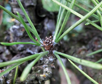 黒松の盆栽の松の芽の中に 写真のように 黒灰色になって芽が朽ちていくもの Yahoo 知恵袋