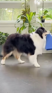 犬の行動について質問です 家族で食事をしていると 犬が足元で寝て Yahoo 知恵袋