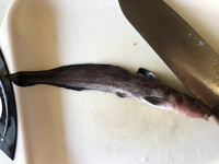 海でナマズのような魚を釣り食べましたが天ぷらにしたら美味しかったのですが Yahoo 知恵袋
