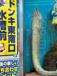 この状態のウツボちゃんはなにをしているのてすか これに関 Yahoo 知恵袋