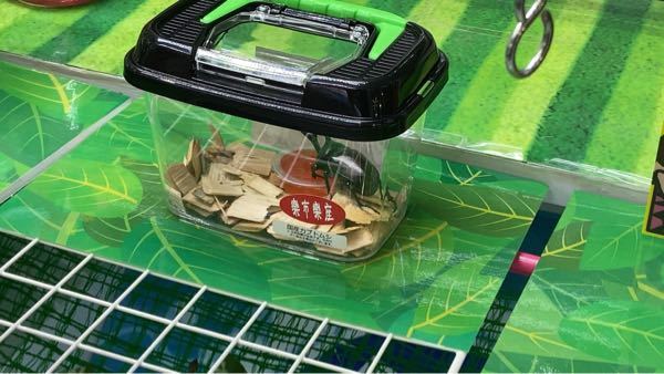 ゲーセンで獲得したものです。 福岡のゲームセンターに本物のカブトムシ、昆虫が景品になってまし