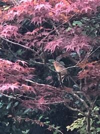 野鳥に詳しい方 教えてください 長谷寺へ行った時にとても良い声で鳴 Yahoo 知恵袋