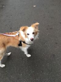 こちらの犬はなんと言う犬種でしょうか 恐らくミックス犬だ Yahoo 知恵袋